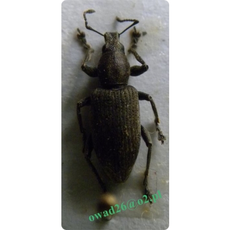Tanymecus palliatus (Fabricius, 1787) Ryjosz burakowiec